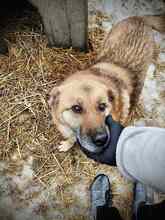 TANIA, Hund, Mischlingshund in Rumänien
