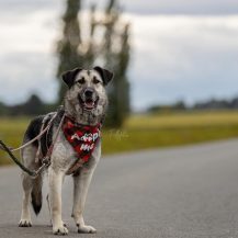 MALIA, Hund, Mischlingshund in Dortmund