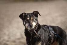 SOLANA, Hund, Mischlingshund in Leipzig