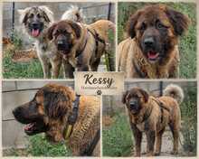 KESSIDY, Hund, Kaukasischer Schäferhund-Mix in Lonnig