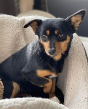 JENNY, Hund, Chihuahua-Mischling in Rumänien