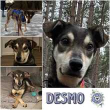 DESMO, Hund, Mischlingshund in Berlin