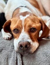 CHICO, Hund, Pointer in Blankenfelde-Mahlow