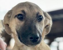 DIDI, Hund, Mischlingshund in Rösrath