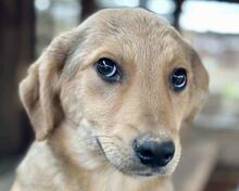 DENNIS, Hund, Mischlingshund in Rösrath