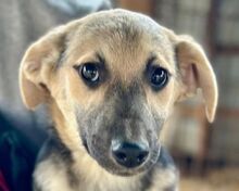 DINA, Hund, Mischlingshund in Rösrath