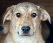 DOTTY, Hund, Mischlingshund in Rösrath