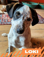 LOKI, Hund, Mischlingshund in Bulgarien