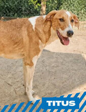 TITUS, Hund, Mischlingshund in Bulgarien