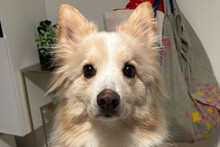 GRISHA, Hund, Spitz-Mix in Hamburg