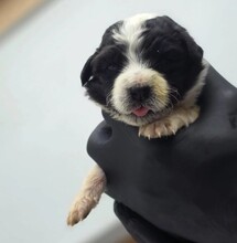 ELLI, Hund, Mischlingshund in Rumänien