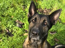 LENDA, Hund, Malinois-Mix in Potsdam