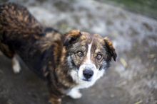 MALOU, Hund, Mischlingshund in Rumänien