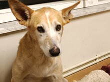 JOE, Hund, Podenco-Mix in Berlin