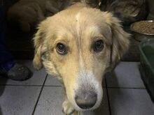 RAVELLA, Hund, Mischlingshund in Rumänien