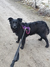 EBONY, Hund, Mischlingshund in Duingen