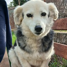 ROSA, Hund, Kokoni-Mix in Griechenland