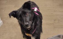 MINDY, Hund, Mischlingshund in Dinkelscherben
