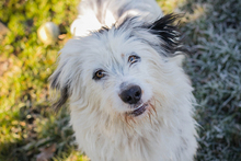 GIZMO, Hund, Mischlingshund in Kroatien