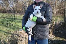 EMILIE, Hund, Shar Pei-Mix in Ungarn