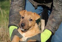 EDWARD, Hund, Shar Pei-Mix in Ungarn