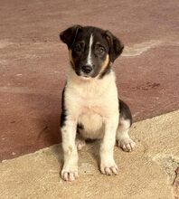 NELLY, Hund, Mischlingshund in Griechenland