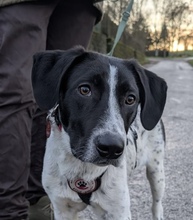 CONRAD, Hund, Mischlingshund in München