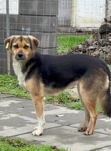 HELLA, Hund, Mischlingshund in Ratingen