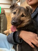 FRED, Hund, Mischlingshund in Kerpen