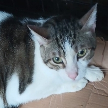 MORENO, Katze, Europäisch Kurzhaar in Griechenland