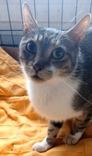 LINDO, Katze, Europäisch Kurzhaar in St. Ingbert