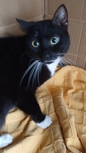 NINO, Katze, Europäisch Kurzhaar in Pulheim
