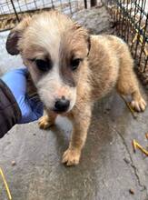 HARDY, Hund, Mischlingshund in Pottenstein