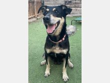 LIMA, Hund, Mischlingshund in Spanien