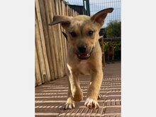 KIWI, Hund, Mischlingshund in Spanien