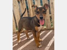 MANGO, Hund, Mischlingshund in Spanien