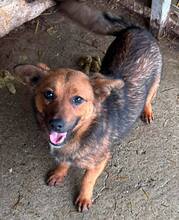 AUREA, Hund, Mischlingshund in Pottenstein