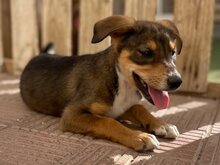 BERRY, Hund, Mischlingshund in Spanien