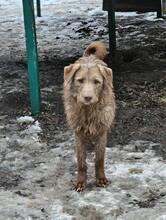 MONTY, Hund, Mischlingshund in Rumänien