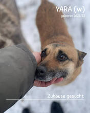 YARA, Hund, Mischlingshund in Rumänien