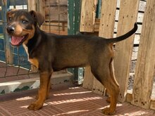 PEACH, Hund, Mischlingshund in Spanien