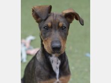 PEACH, Hund, Mischlingshund in München