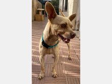 THOR, Hund, Mischlingshund in Spanien