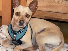 THOR, Hund, Mischlingshund in Hochdorf-Assenheim