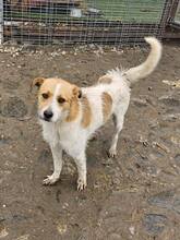 NUTELLA, Hund, Mischlingshund in Rumänien