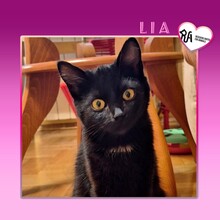 LIA, Katze, Hauskatze in Bulgarien