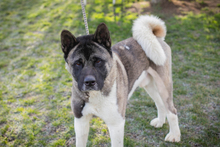PICUS, Hund, Akita Inu-Mix in Kroatien