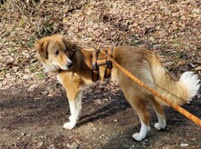 JORDY, Hund, Mischlingshund in Burghaslach