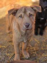 ORINA, Hund, Mischlingshund in Rumänien