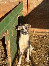 MEENA, Hund, Mischlingshund in Rumänien